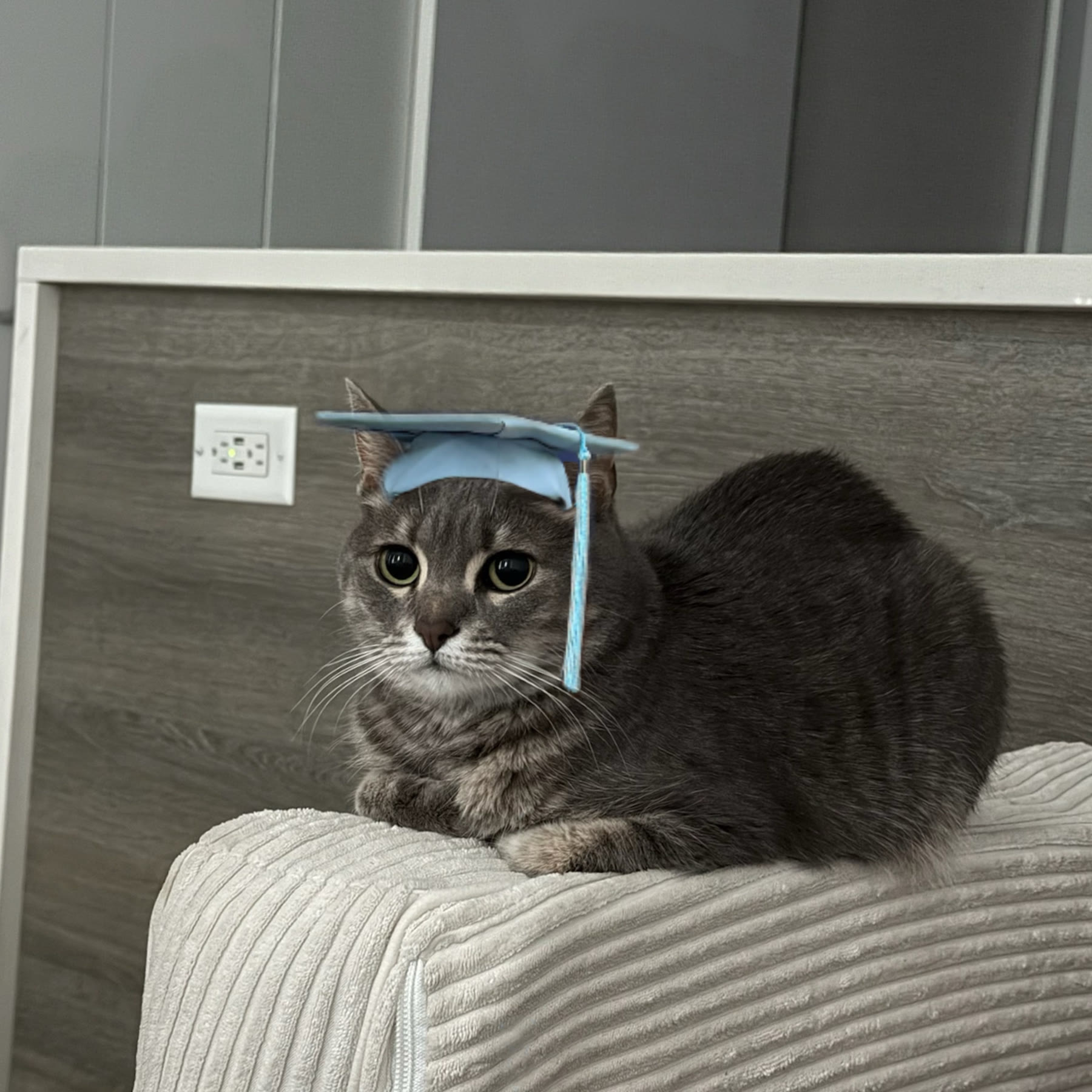 Cat photo 01