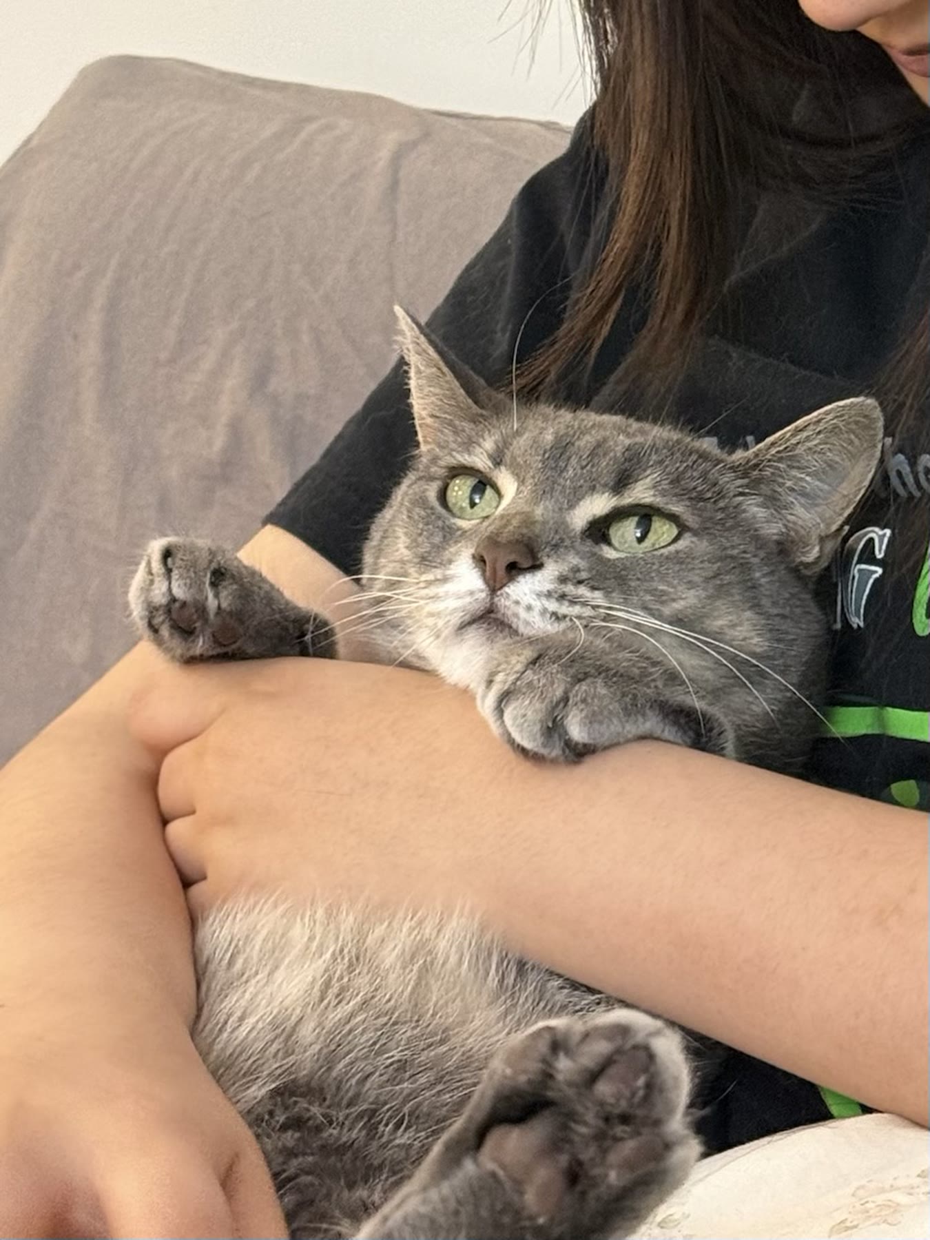 Cat photo 02