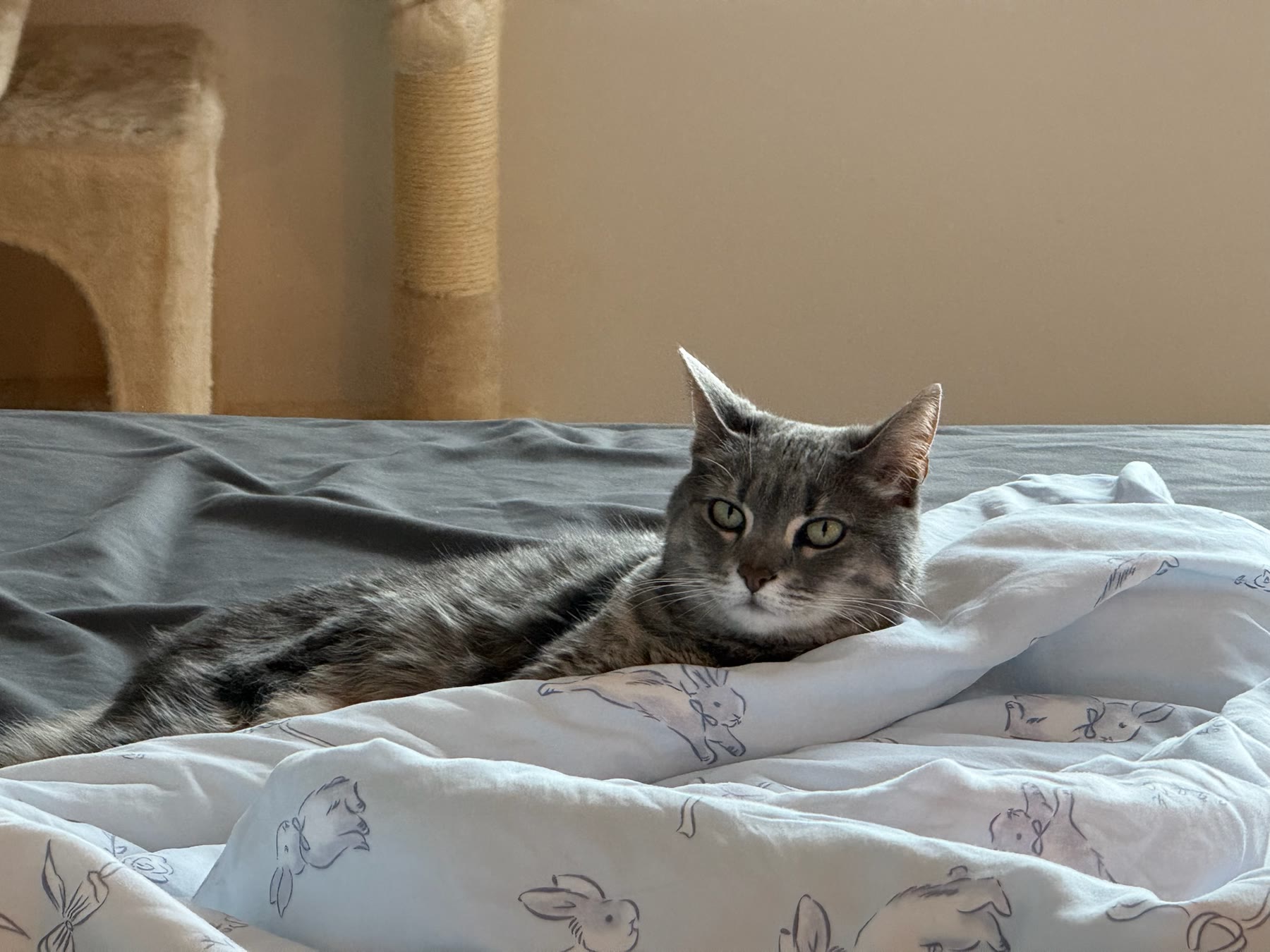 Cat photo 03