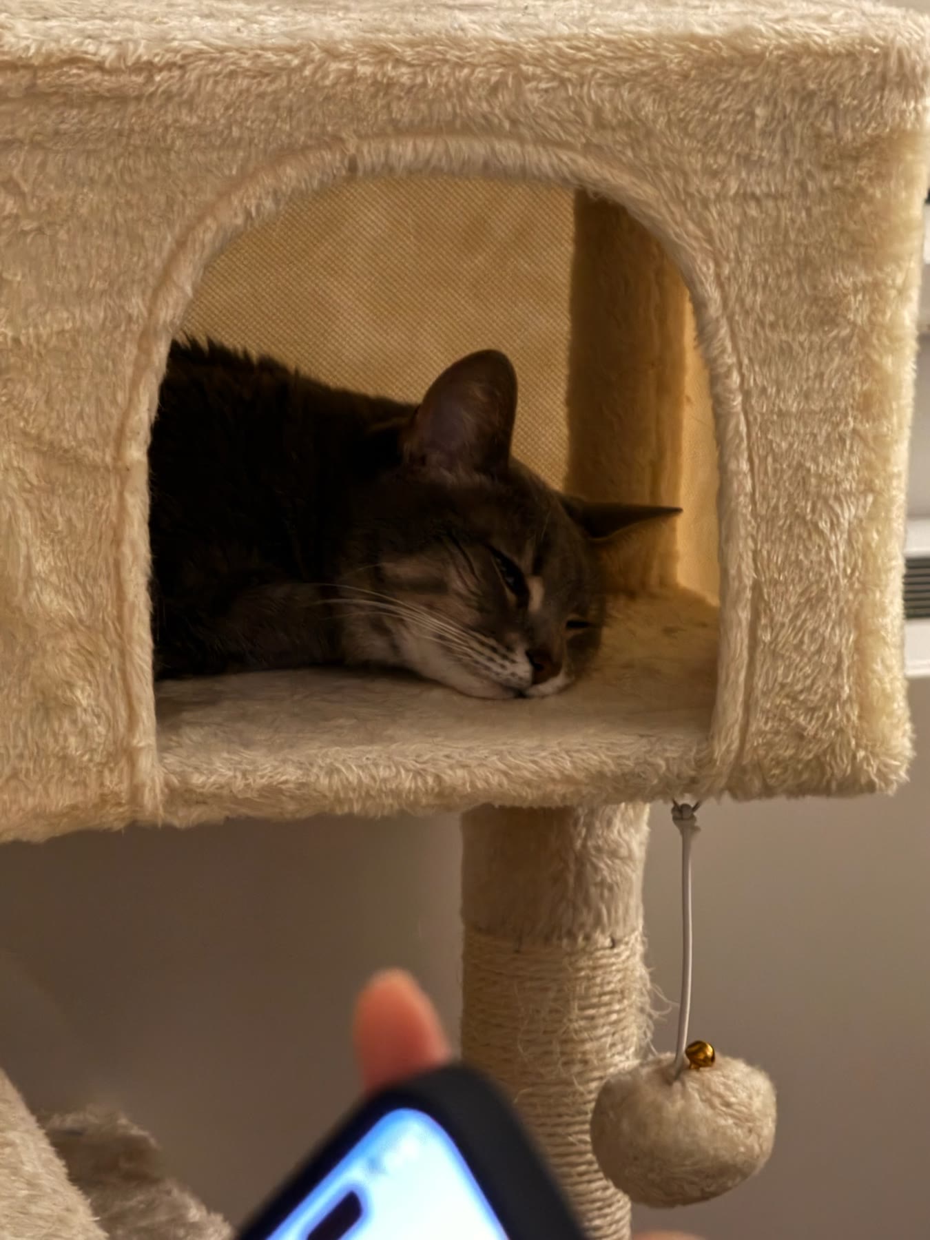 Cat photo 04