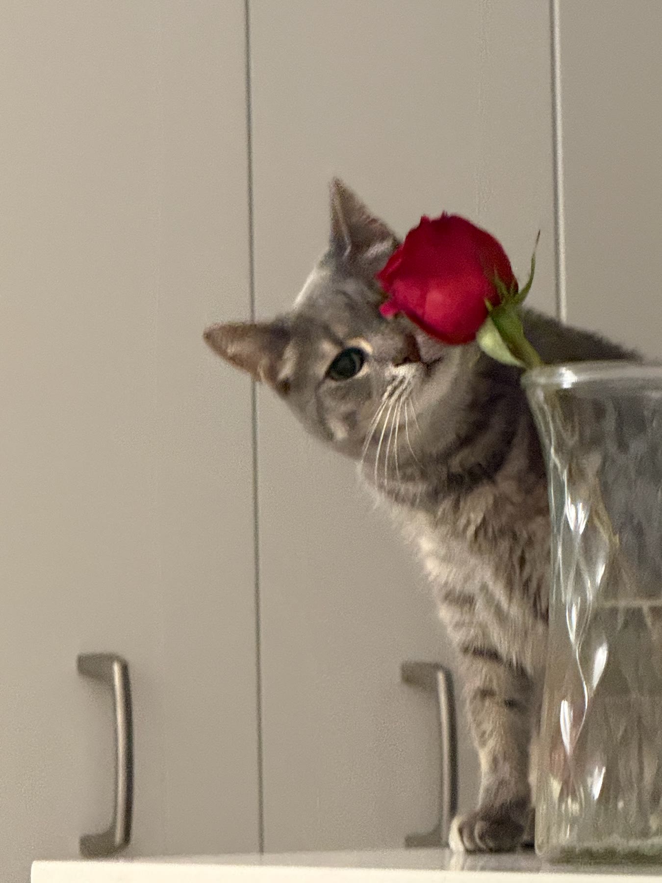 Cat photo 05