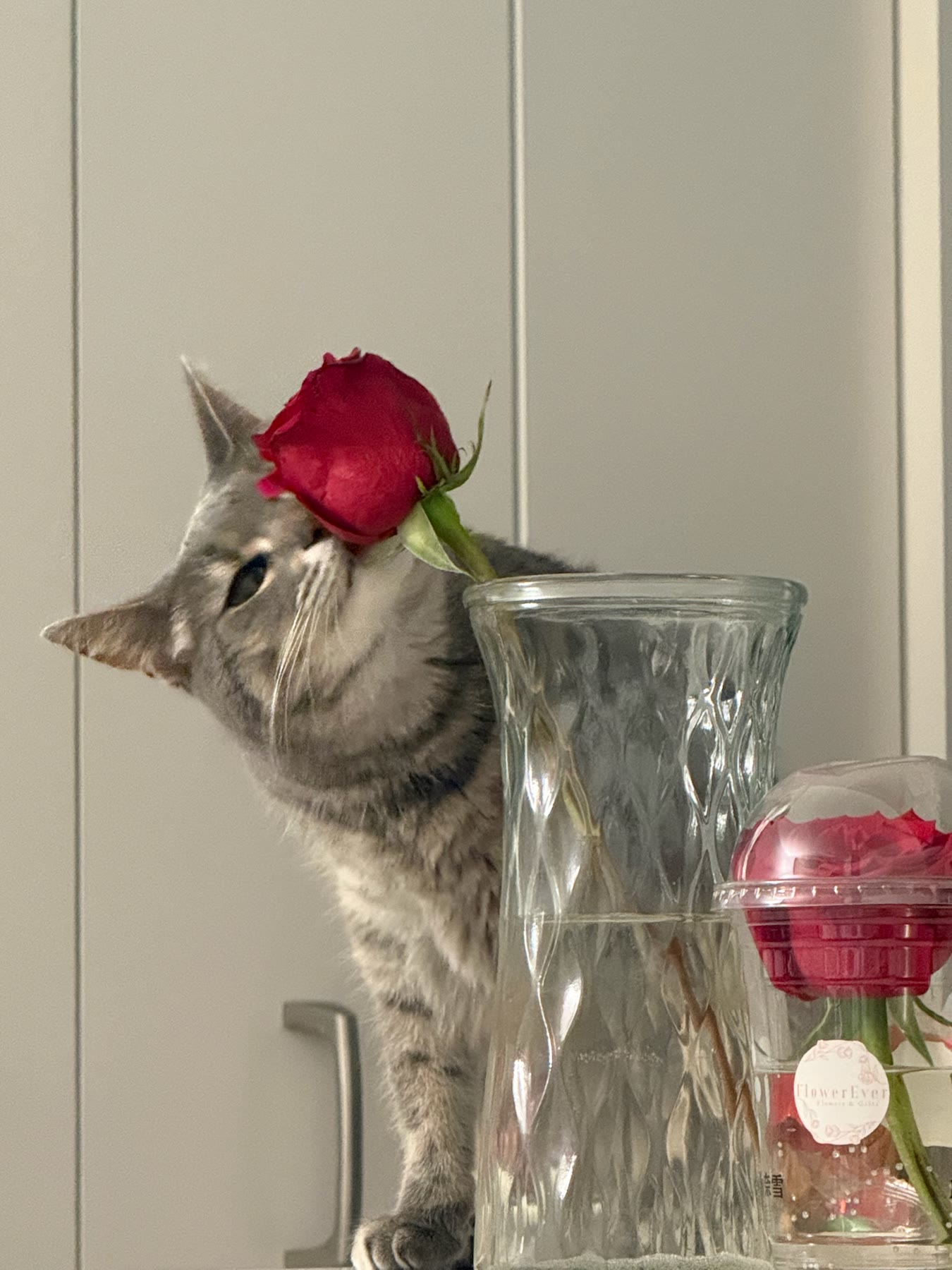 Cat photo 06