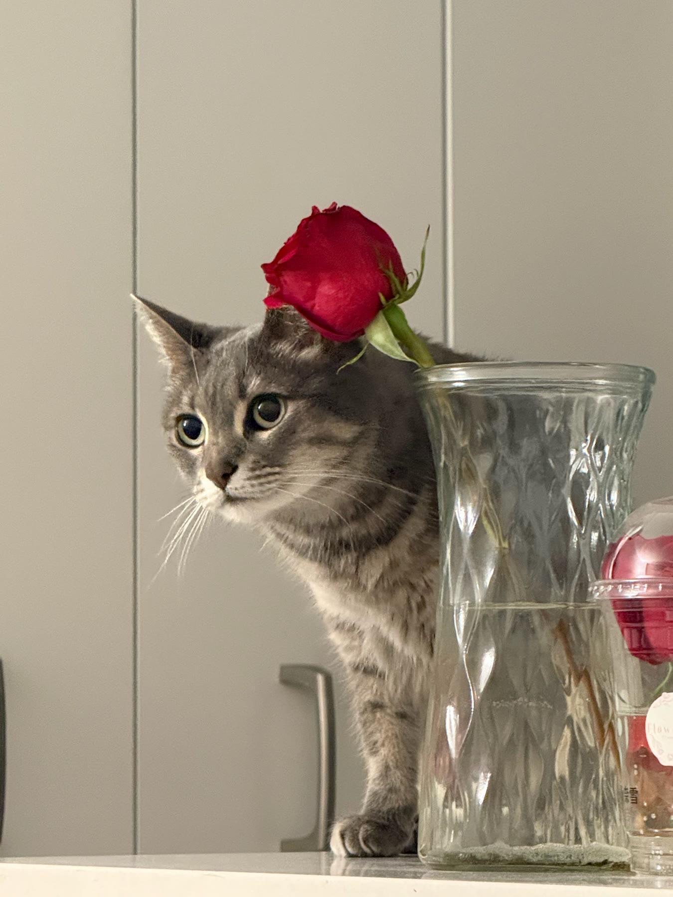 Cat photo 07