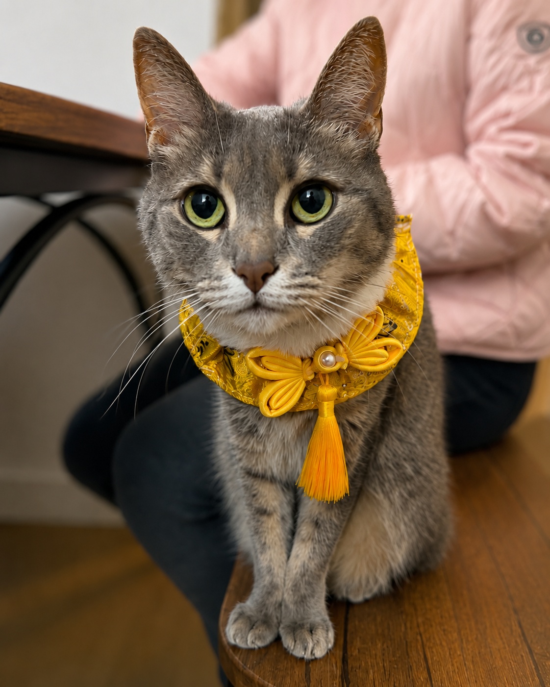 Cat photo 08