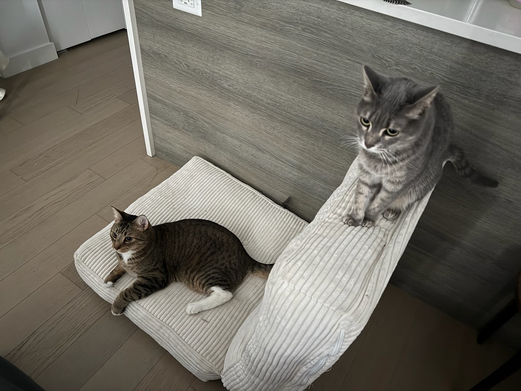 Cat photo 09