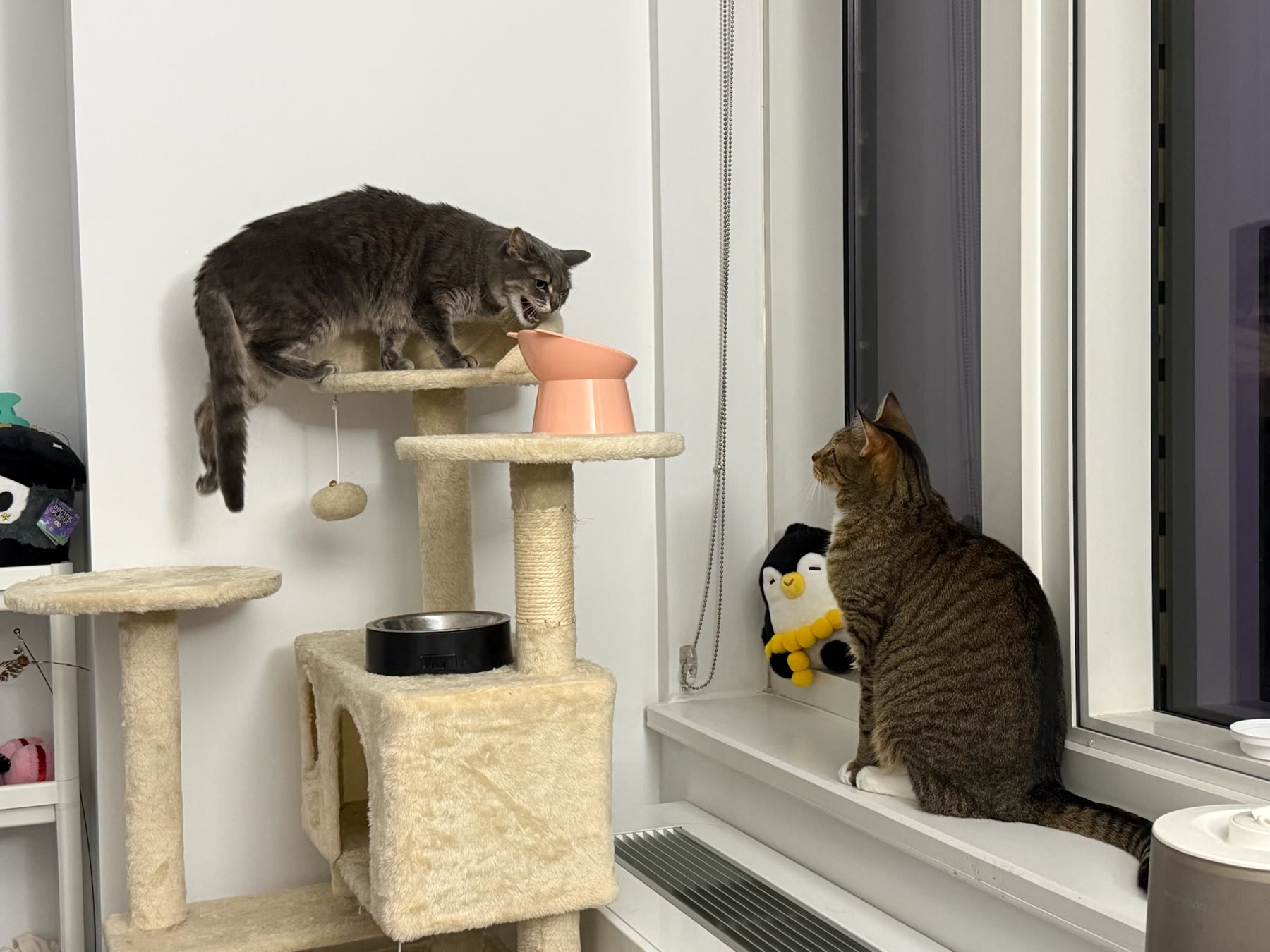 Cat photo 10