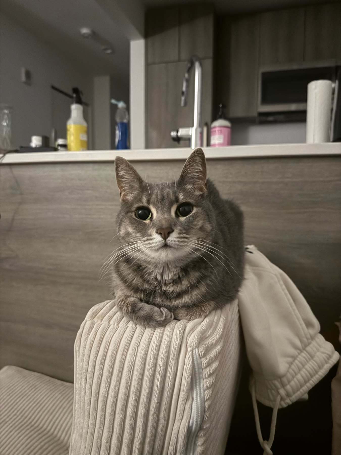 Cat photo 11