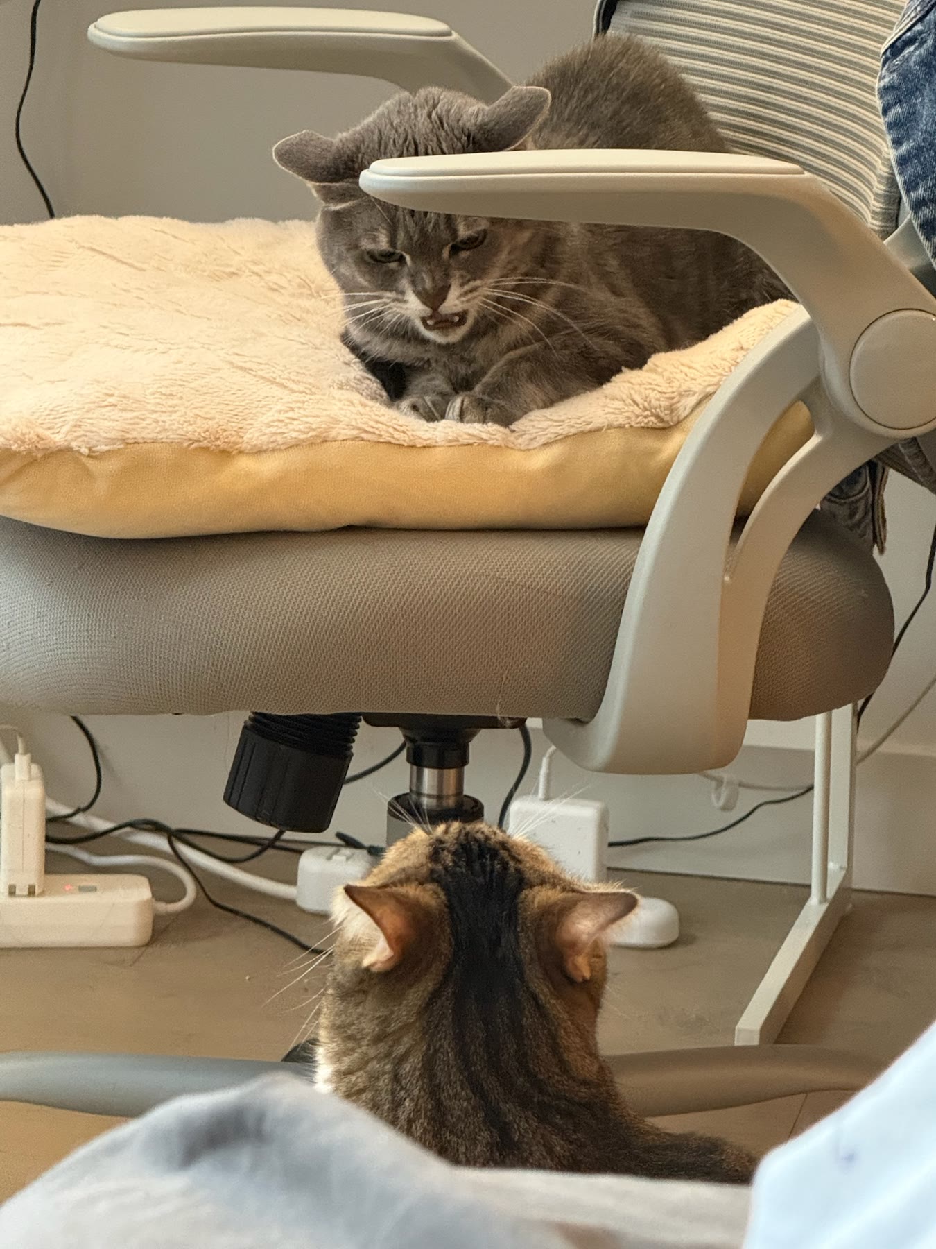 Cat photo 12