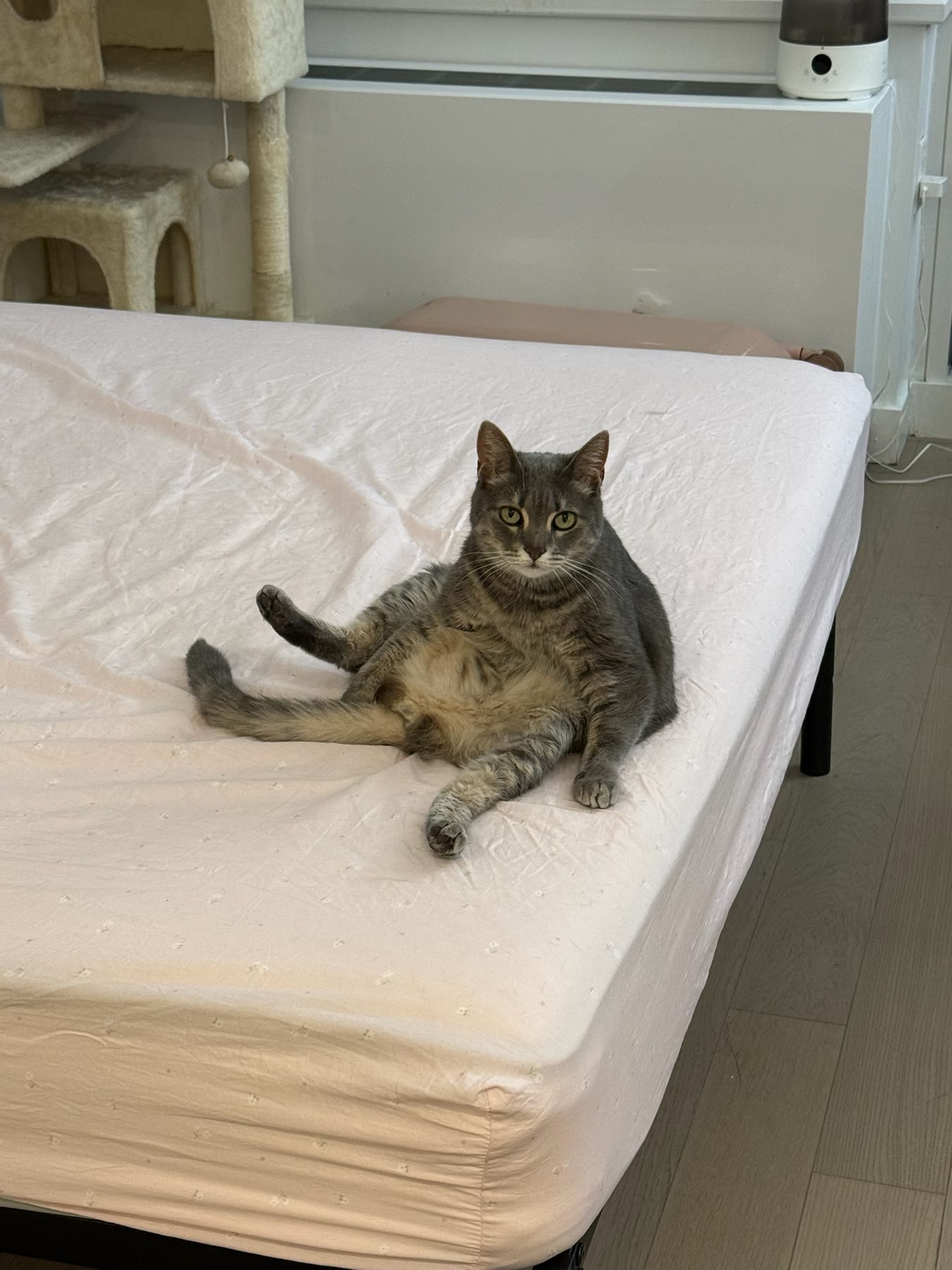 Cat photo 13