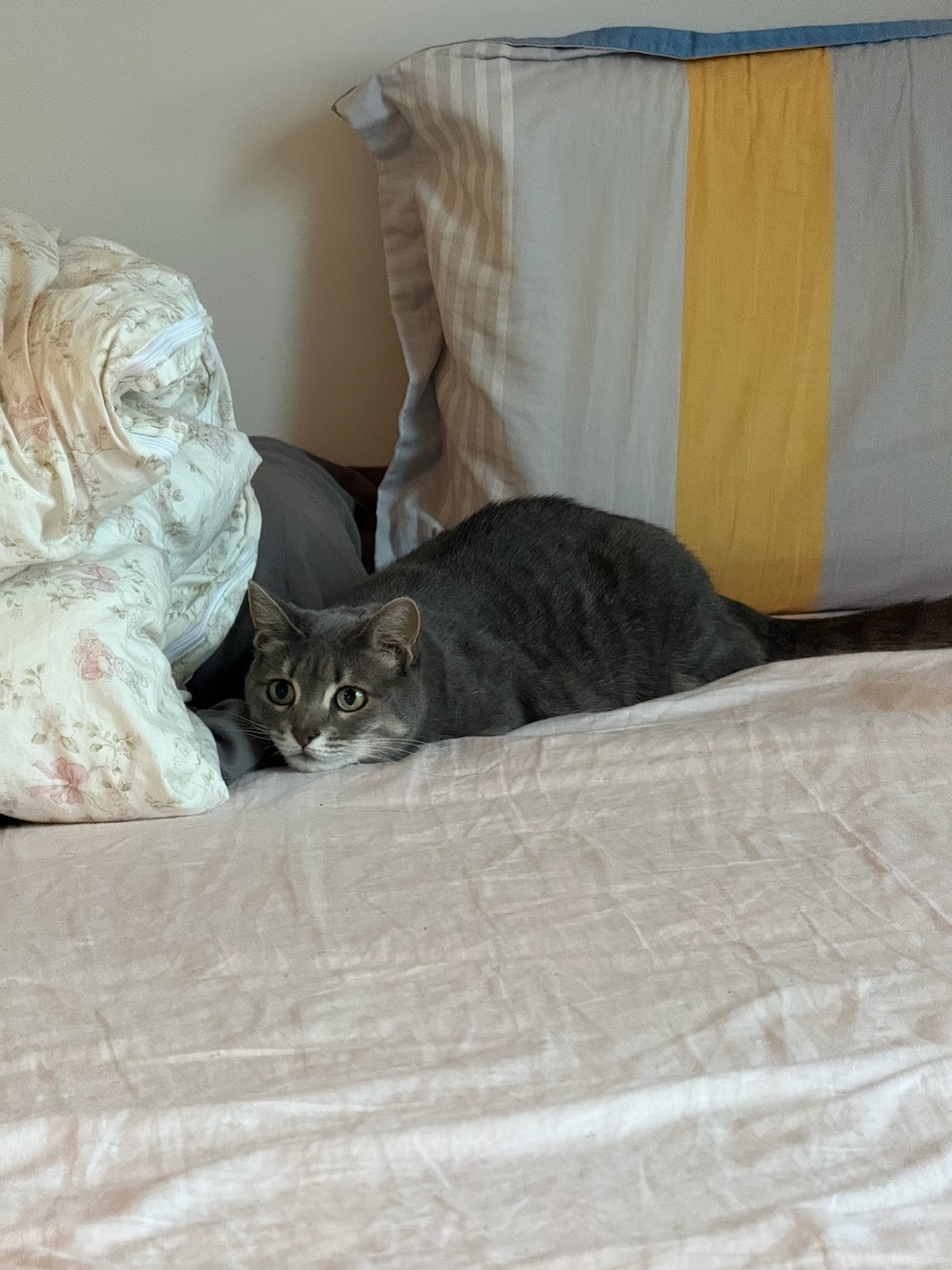 Cat photo 14