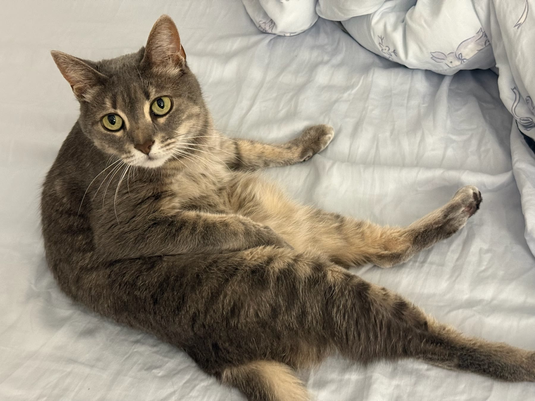 Cat photo 15
