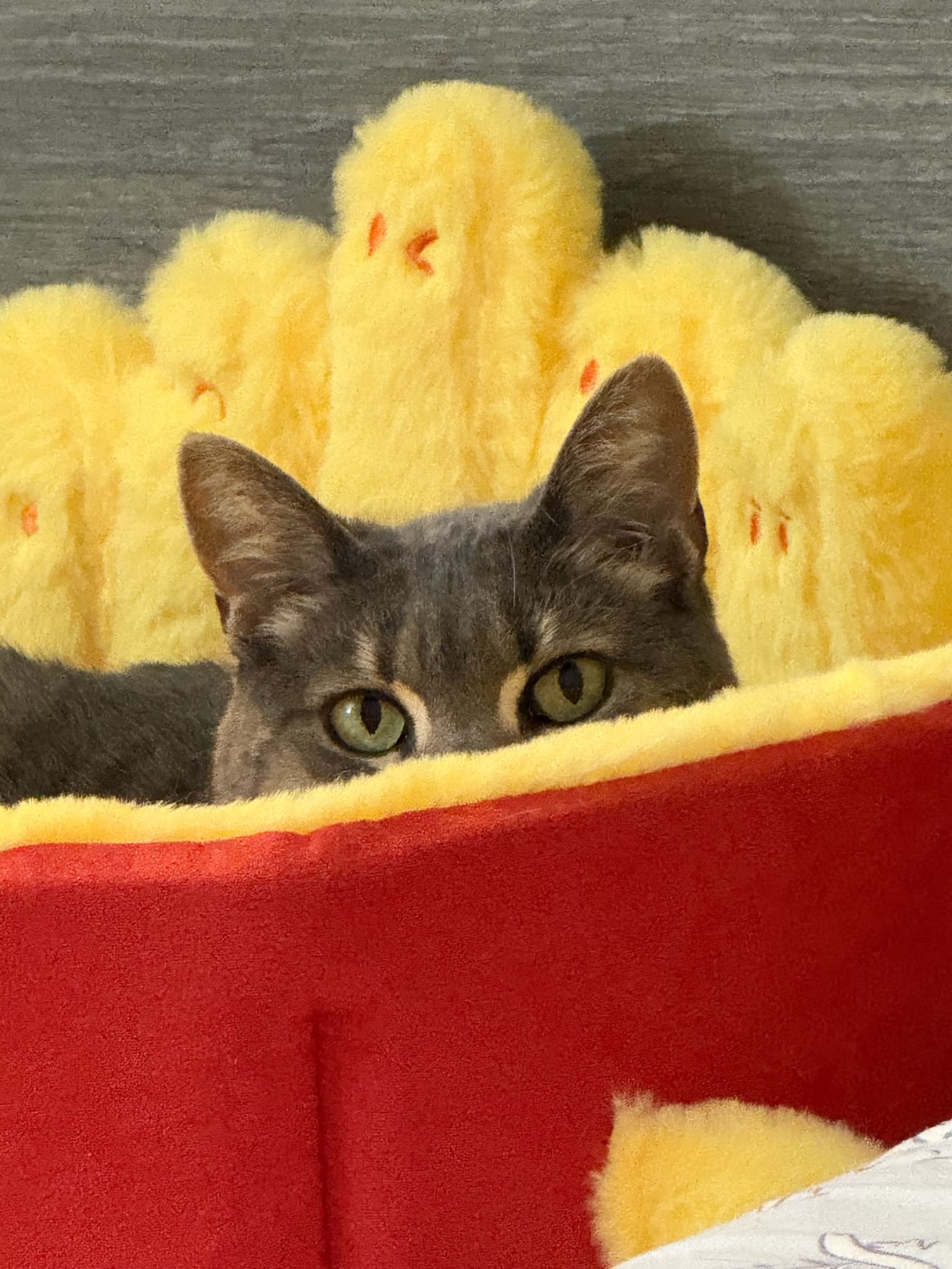 Cat photo 16