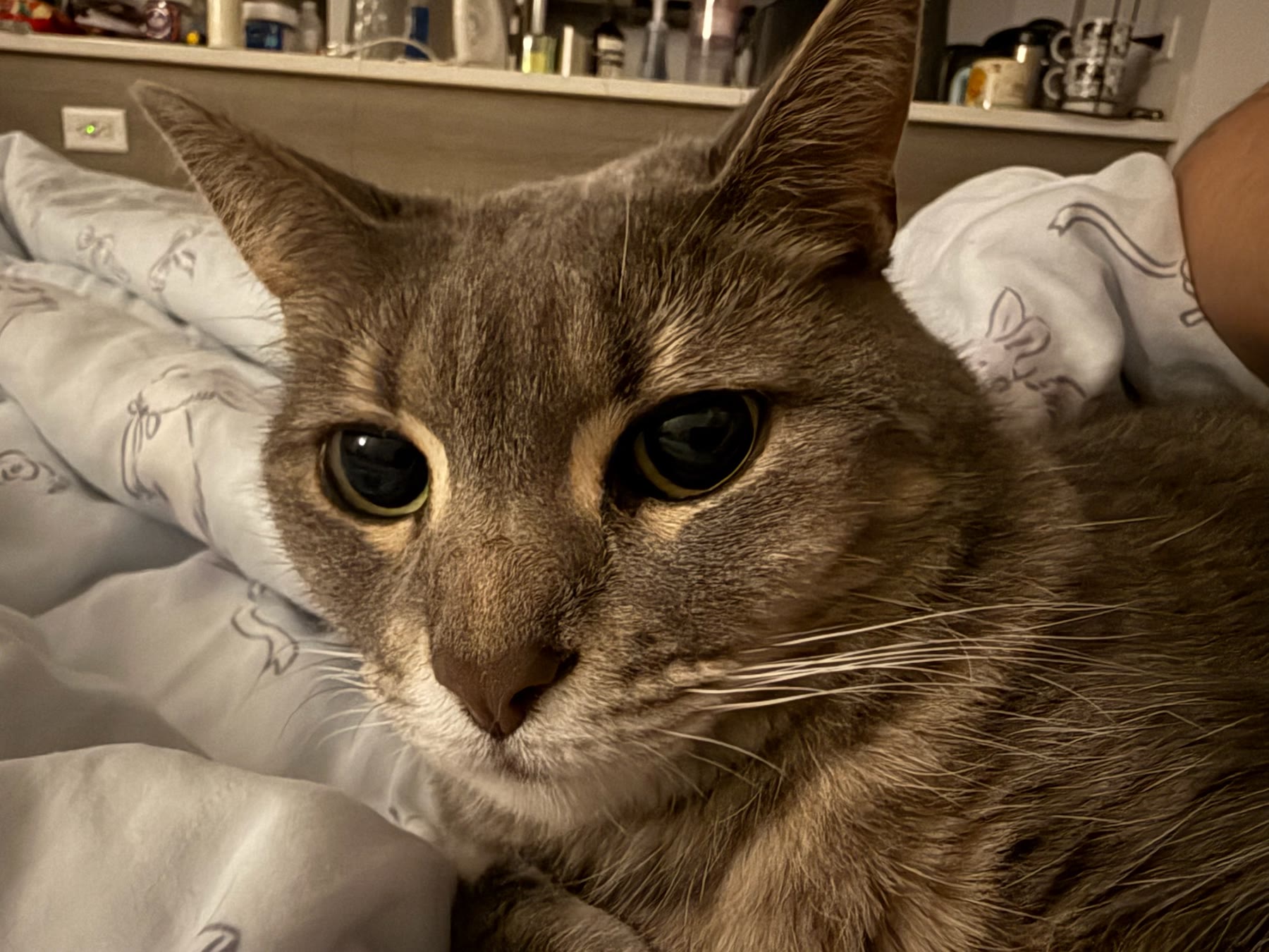 Cat photo 17