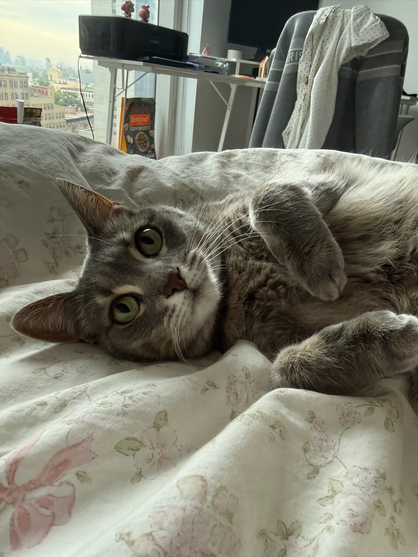 Cat photo 18